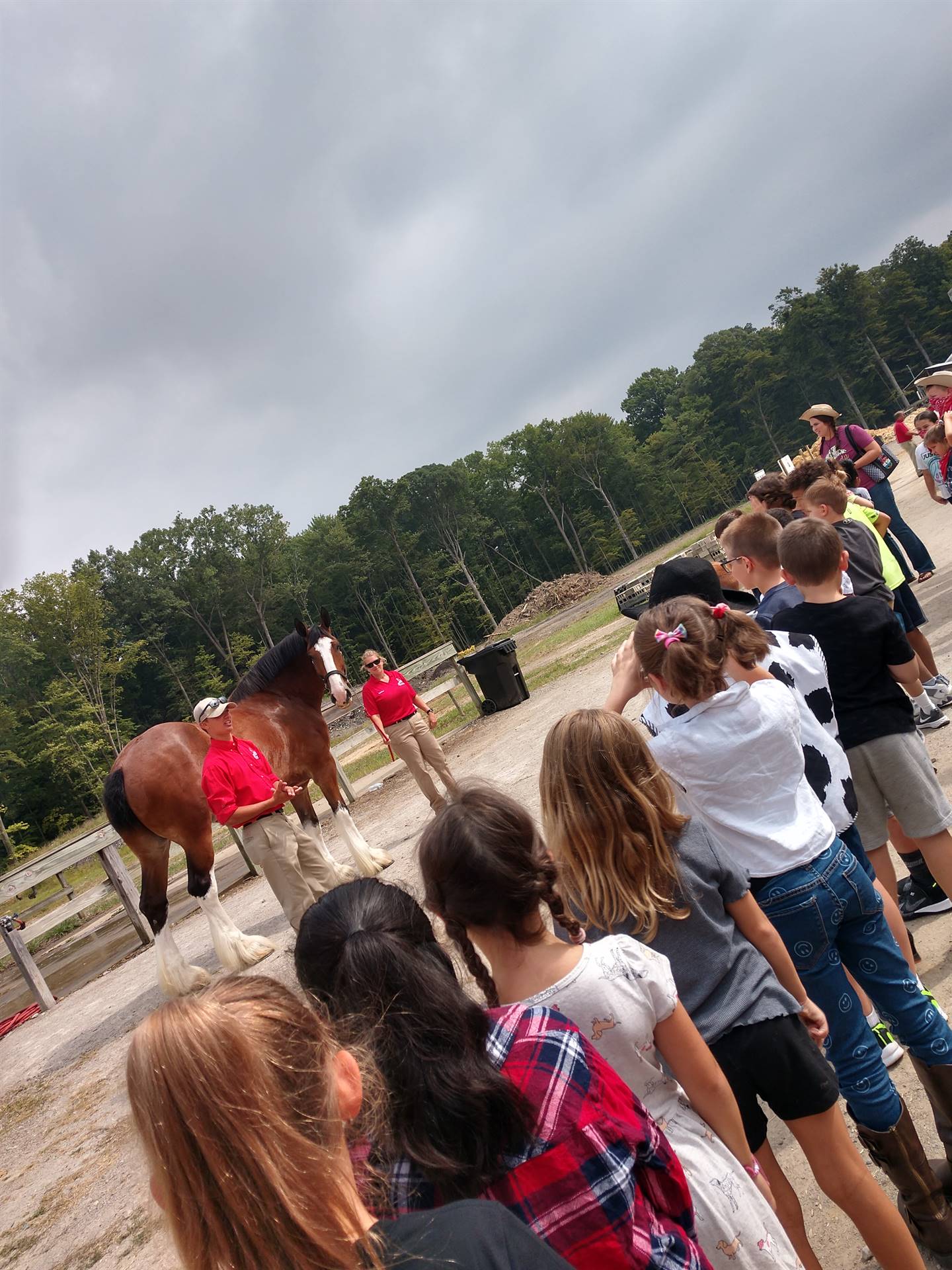 Field trip to see the Clydesdale Horses